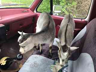Our fruit stealing, parkour performing, truck riding,  Nigerian Dwarf Goats.