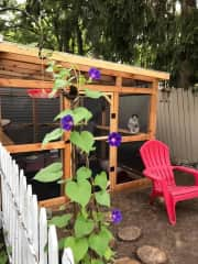 Sophie hanging out in her catio.