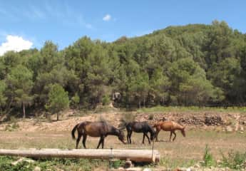 Wichita, Negrita and Goldie