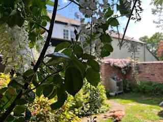 Rear walled garden
