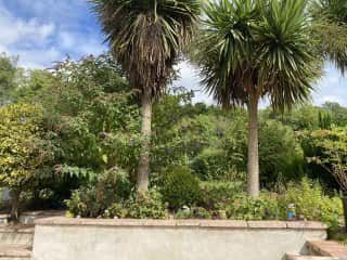 View of garden from patio