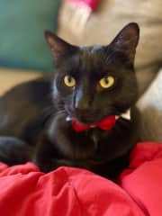 Simba is Winston's brother. He is the braver of the two, and a total rascal.