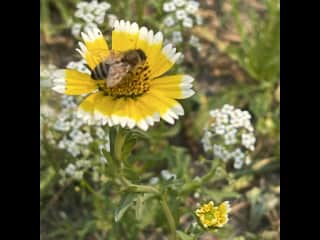 A passing honeybee