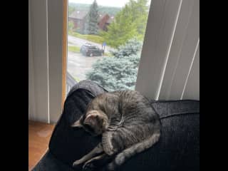 A view out the front window of the apartment (and a sleepy Katy)