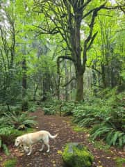 He love the trails through old growth forest at Pt. Defiance park.  We're usually off-leash, unless there's other people
