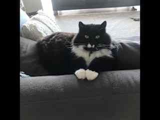 In his 'neat' position just being part of whatever is happening!