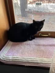 She enjoys sitting in window sill watching birds outside