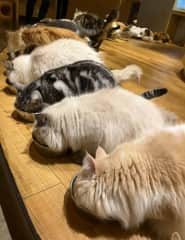 When I went to my first cat cafe in Japan, I thought I died and went to heaven.