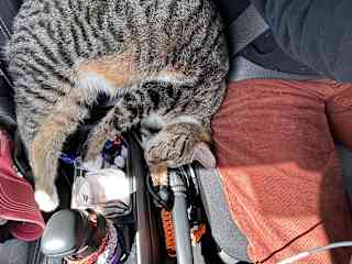 Doesn’t look comfortable to me, but she passed out!