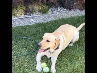 Buster loves to chew on toys and balls but is not much of a retriever.