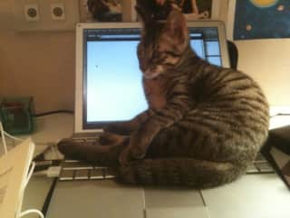 My Tiger doesn't like me to work.