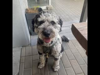 Good boy that enjoys a brewery patio!