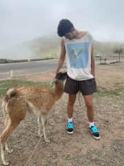 A baby vicuña was licking kris