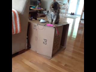 Tonka is 15 & loves to play with boxes & a fishing pole toy.