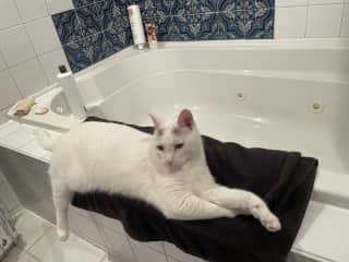 Extremely friendly and curious. Will try to climb your shoulders and lick your head and face. Loves to play, Will eat string or floss if unattended (please do not let him eat those things)