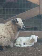 Aria with Lamb