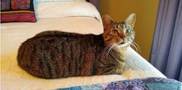 Joey Butercup - She, too is on a diet; has a snaggle tooth due to an injury suffered before she was rescued.  Very sweet kitty.  She and Johnny Mittens are sisters.  Joey recently had her right eye removed and is doing so well. She is easy and very sweet.