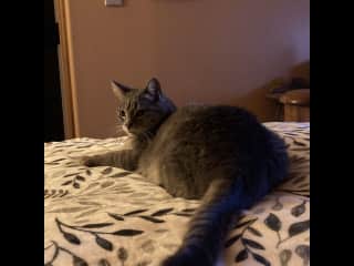 Sleeping on the bed.
