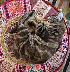The "kitten" Squeaker aka Princess Leah
