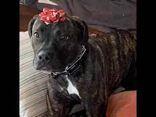 Lulu on Christmas morning