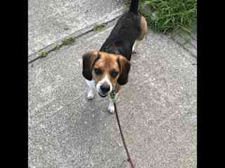 Charlie on a walk.