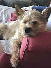 Snoozing on Dads chair