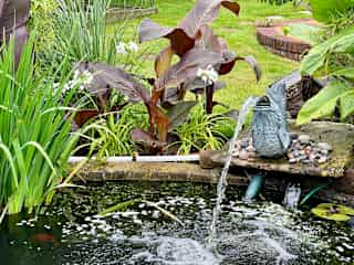 Fish pond