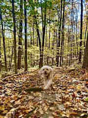 And run in the woods