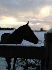 Whisper enjoying a Spring morning