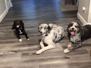 Left to right: Rocko, Hazel, and Bleeker <3 in NC