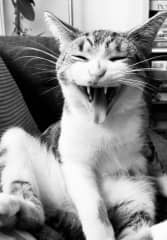 Roar!