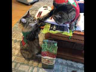 Christmas and all dressed up. So many toys. But we still like playing together best. Sometimes Tanker is just like a human brother and jumps on me. But I hiss back. Don’t worry I usually scare him off