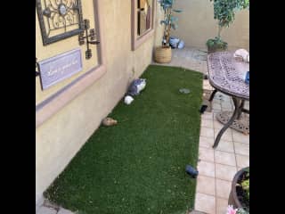 Gracie’s “Litter box” - I keep bags on the picnic table - there is also a scoop if you prefer - small covered trash can in the corner - I usually empty it on Tuesdays & Fridays