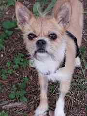 I love my walks and am great on my leash!