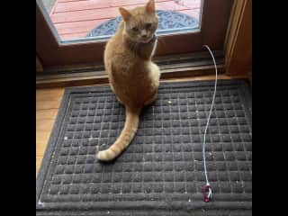 Vinny waiting to go outside on his lead