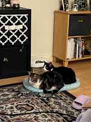 He and his brother can wrestle sometimes but it is usually playful. If it gets a bit rough I will redirect their attention with a toy.