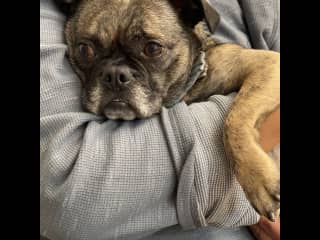 Mostly Q wants cuddles and love. We’re thrilled to give him both.