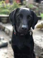 Dylan