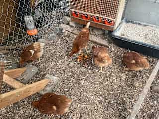 They love strawberries, sweet potatoes, dandelions and salad greens