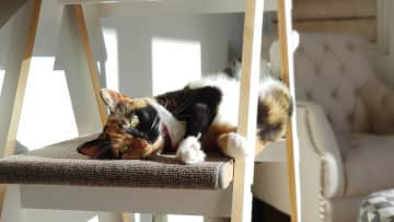 Calico chilling on one of the cat trees