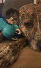 She rarely plays with toys, but she does have a favorite
