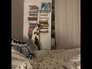 The bed and bookshelve
