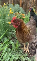 This is Wolfie and her sister Erik is in the background. They are two of our hens!