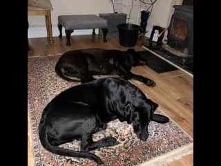 Juno and twix enjoying the fire