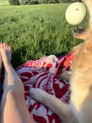 Gus, a golden retriever, catching a ball mid-air. Not pictures, is his brother Marley (yellow lab.)

In this household, I also administer oral medication for Marley who is older in age and also struggles with hip issues. I accommodate accordingly.