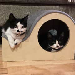 Charlie guarding the kittie house when they were little.