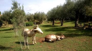 Jack and Archie love to roll around in the dirt. Jack has dermatitis, an Albino condition that we need to care for regularly, but he doesn't like any kind of baths or treatments so he kicks to communicate his disagreement but he loves treats and cuddles.