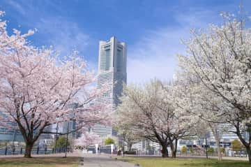 Cherry blossoms in Yokohama