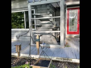 Pondside of house with catio and birdfeeders (for cat's amusement since they are no longer allowed to catch birds or other critters.