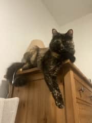Cleo loves to climb to all the highest places.